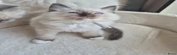 Ragdoll cats for sale: Beautiful ragdolls gccf and tica registered - Advert 29