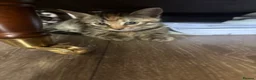 Mixed Breed cats for sale: 3 beautiful kittens  - Advert 2