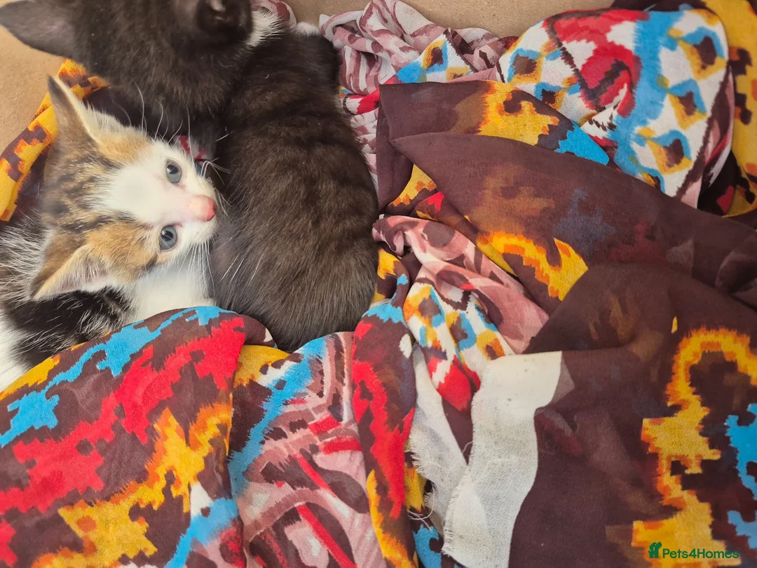 Siberian cats for sale: Adorable Siberian Mixed-Breed  Kittens.  in Birmingham - Advert 2