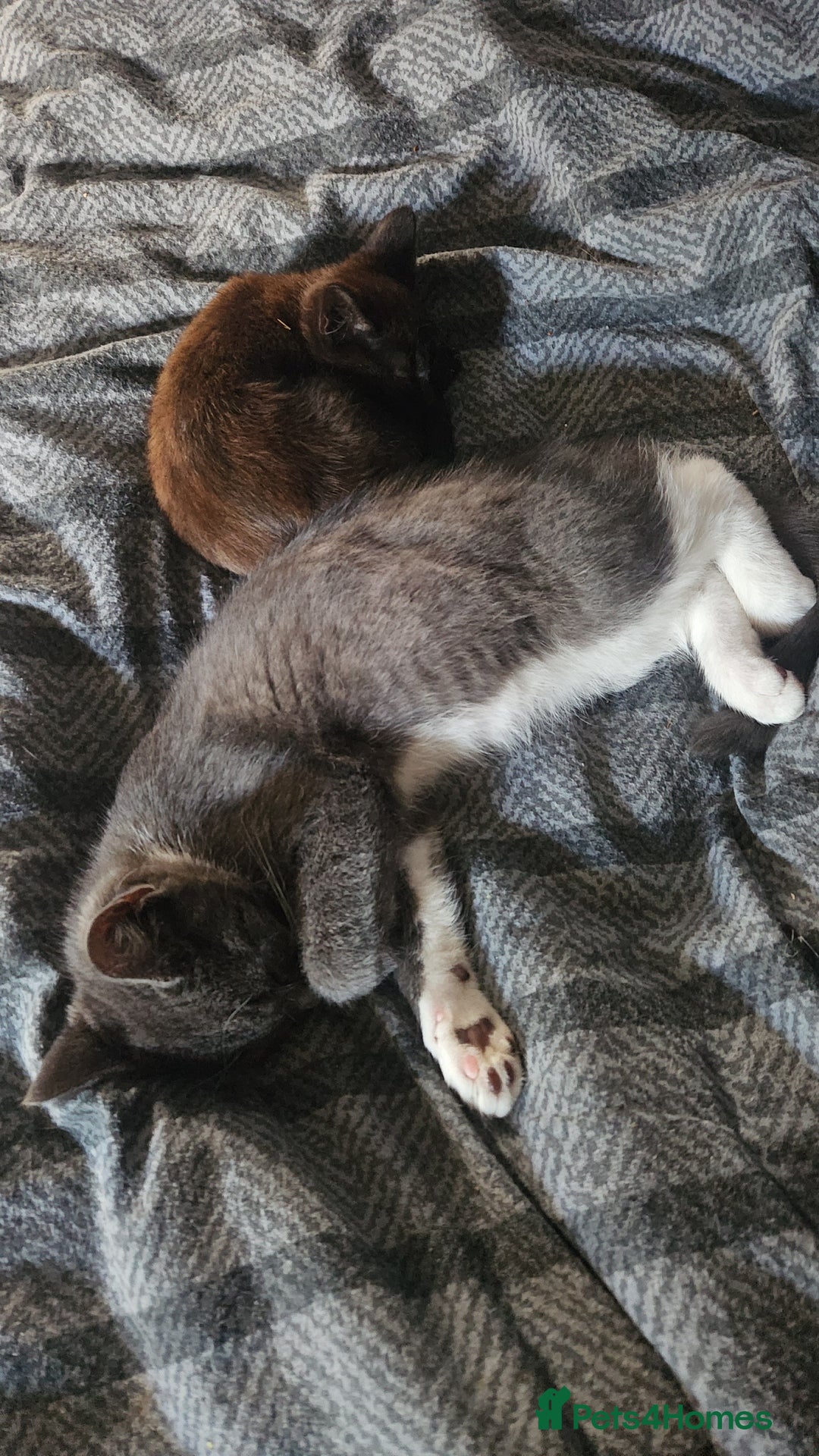 Mixed Breed cats for sale: Two Tiny Kittens  - Image 6