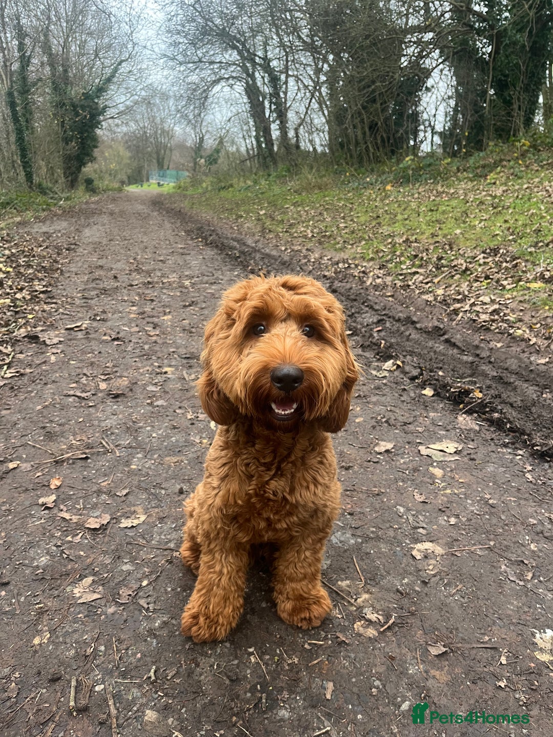 Cockapoo dogs for stud: Stunning F1 male cockapoo stud  - Image 8