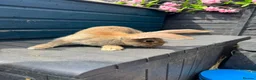 Continental Giant rabbits for sale: German Giant Buck - Advert 5