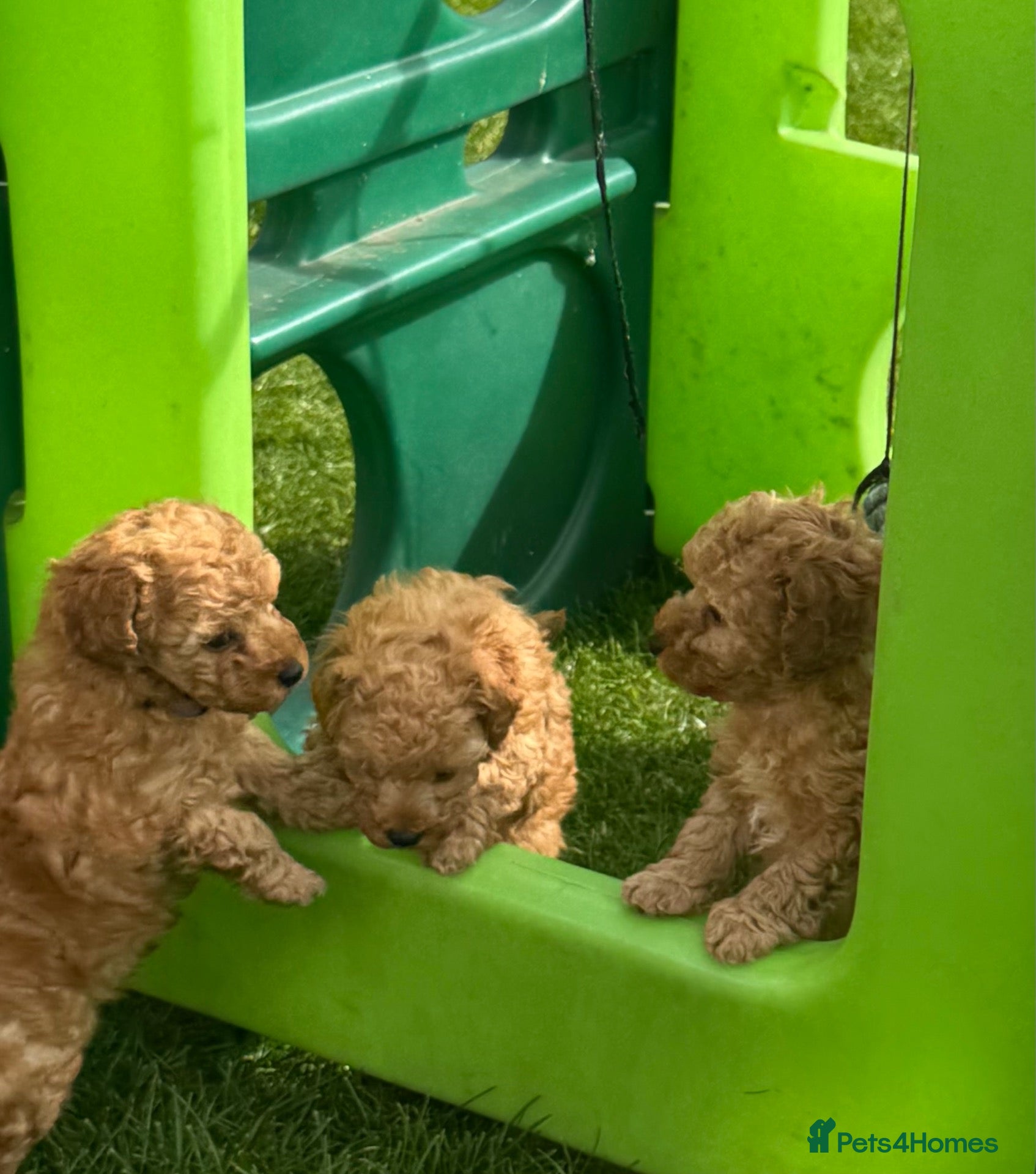 Toy Poodle dogs KC registered outstanding toy boys  - Advert 1