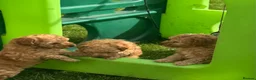 Toy Poodle dogs for sale: KC registered outstanding toy boys  in Barnsley - Advert 1