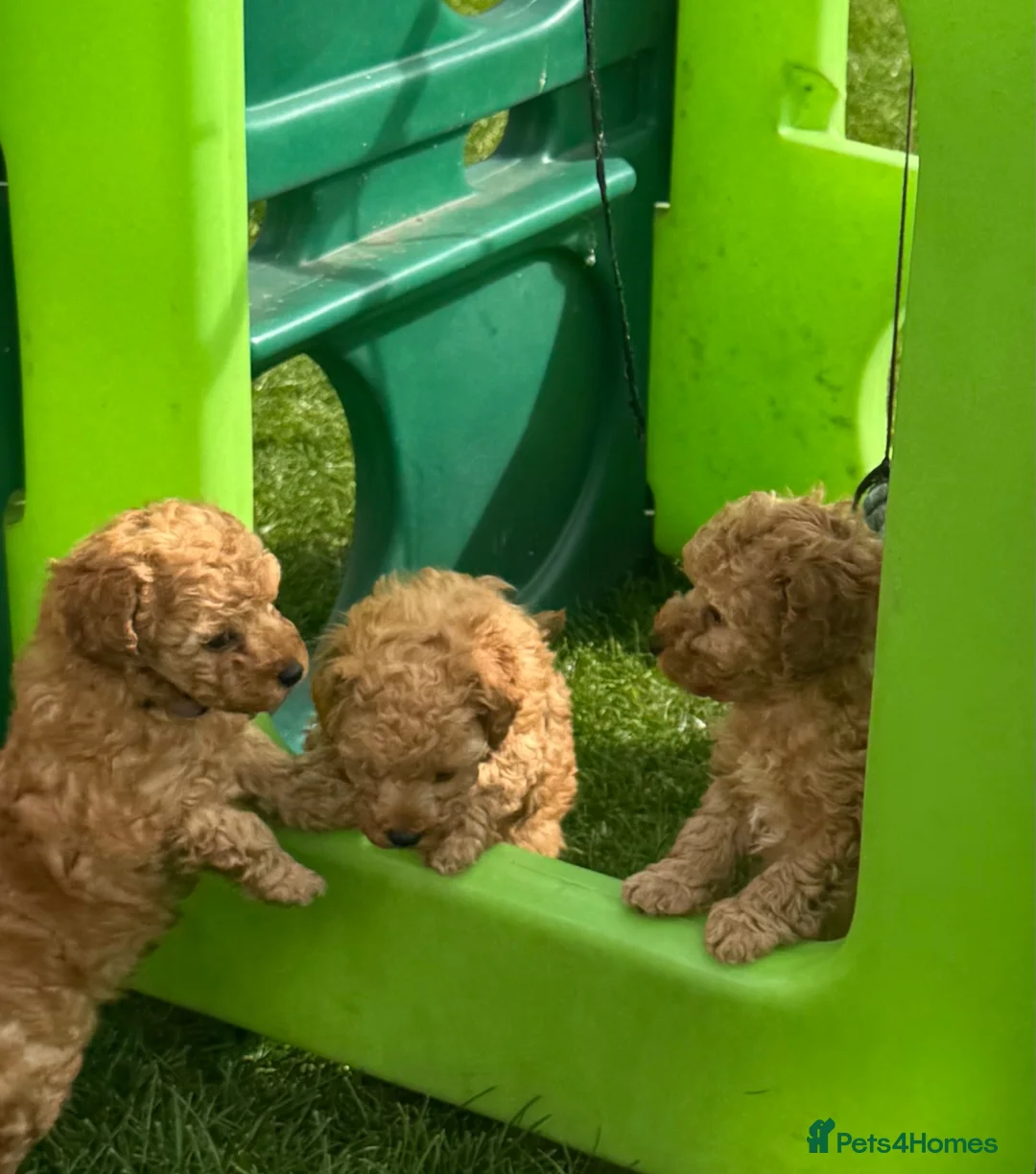 Toy Poodle dogs for sale: KC registered outstanding toy boys  in Barnsley - Advert 1