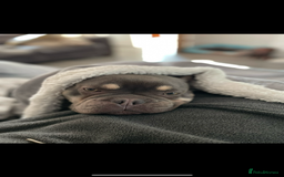 French Bulldog dogs for sale: French Bulldog Male 24 months old  - Image 7