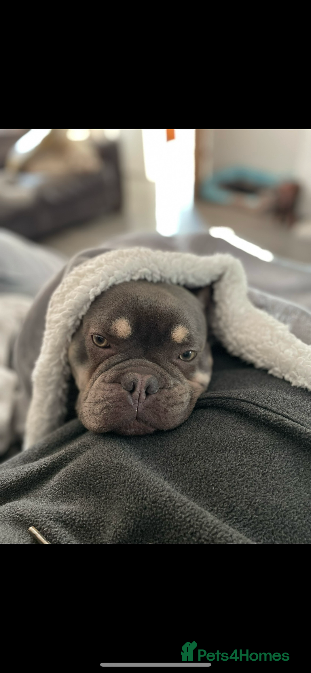 French Bulldog dogs for sale: French Bulldog Male 24 months old  - Image 7