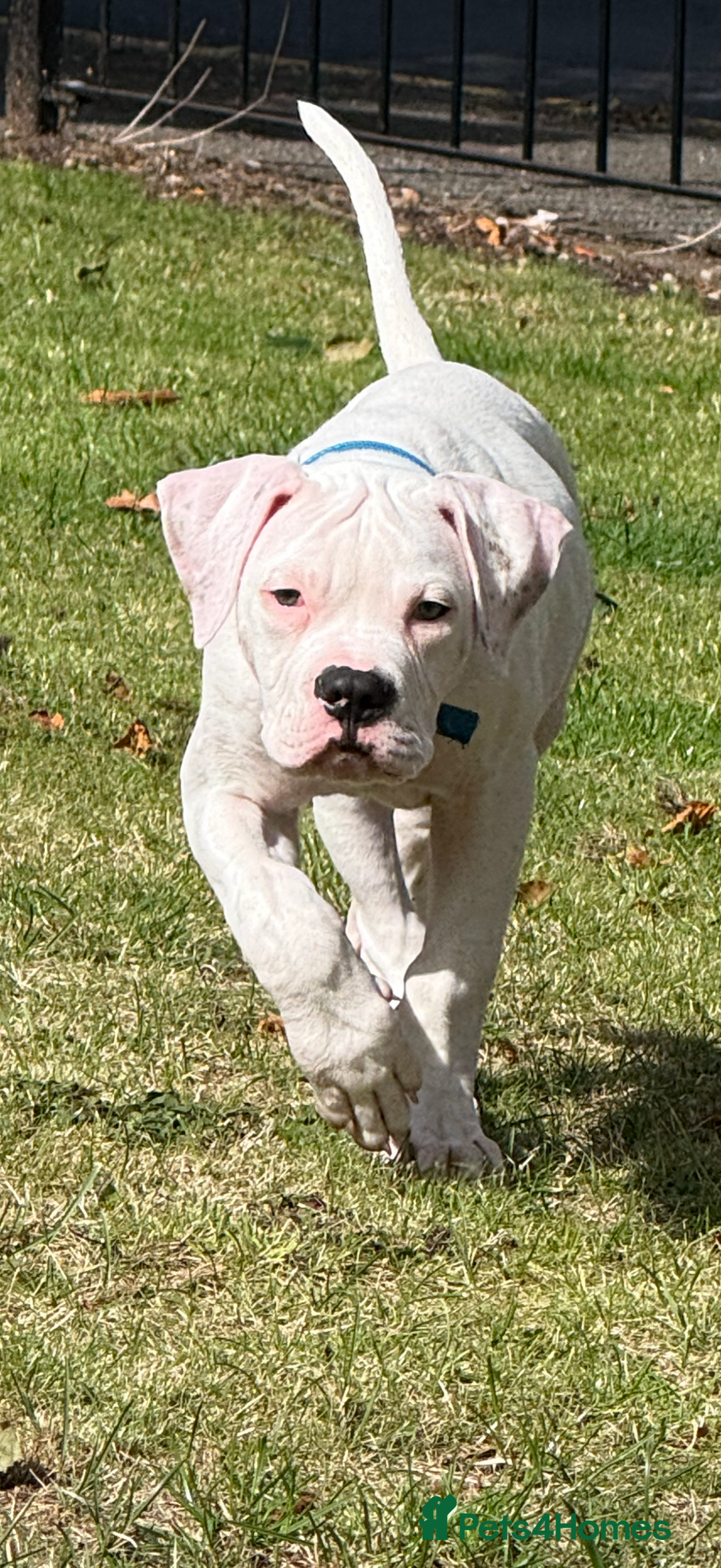 American Bulldog dogs for sale: Male American Bulldog  - Image 1
