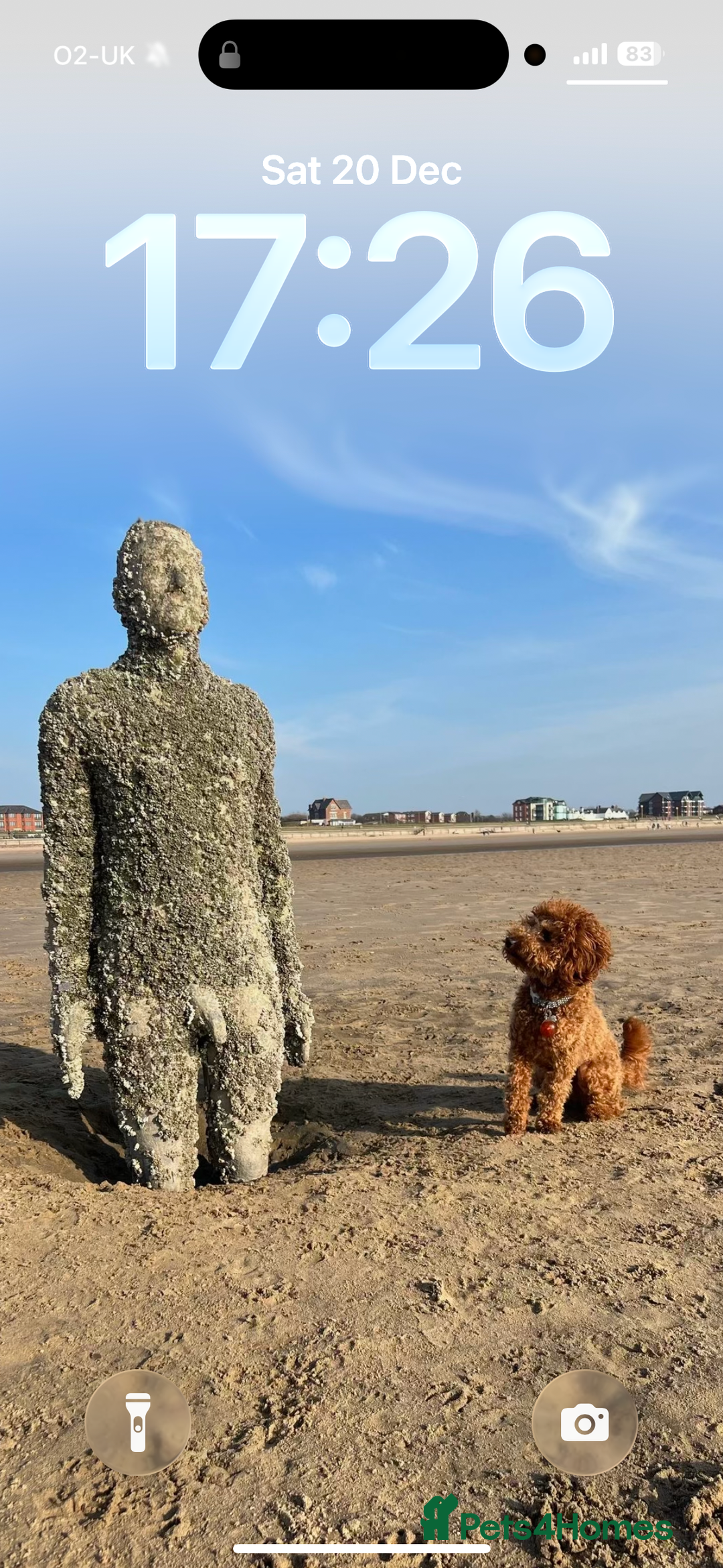 Miniature Poodle dogs for stud: Rufus  - Advert 3