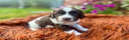 English Springer Spaniel dogs for sale: Springer Spaniel Puppies in Shrewsbury - Advert 8