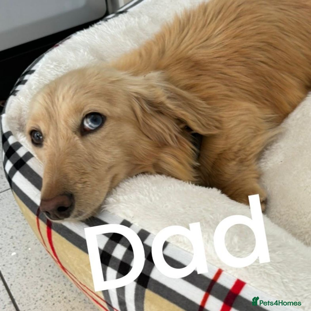 Dachshund dogs for sale: Dachshund long haired miniature - Image 31