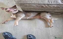 American Bully dogs for sale: Pocket Bully  - Image 2