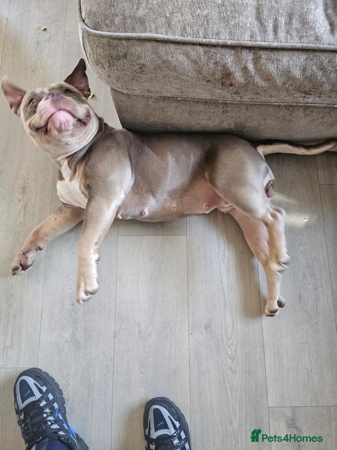 American Bully dogs for sale: Pocket Bully  - Image 2