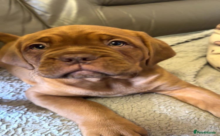 Dogue De Bordeaux dogs 🐾Dogue de Bordeaux Puppies Champion Bloodlines  - Advert 13