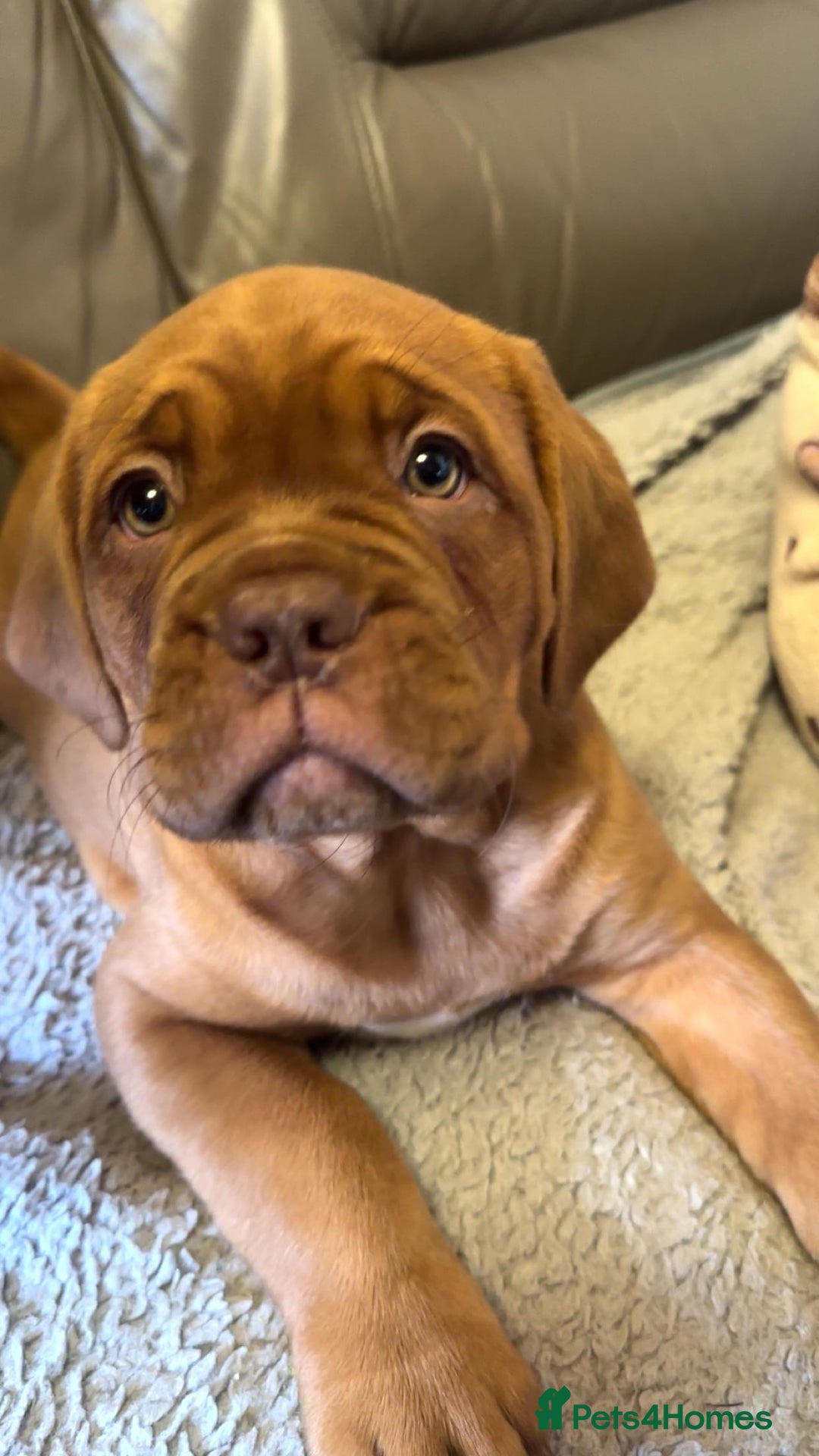 Dogue De Bordeaux dogs for sale: 🐾Dogue de Bordeaux Puppies Champion Bloodlines  - Advert 1