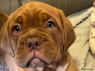 Dogue De Bordeaux dogs 🐾Dogue de Bordeaux Puppies Champion Bloodlines - Advert 13