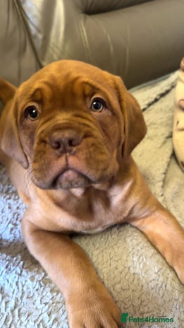 Dogue De Bordeaux dogs 🐾Dogue de Bordeaux Puppies Champion Bloodlines - Advert 13