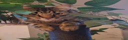 Mixed Breed cats for sale: Beautiful & friendly Ragdoll/Maine Coon siblings - Advert 11