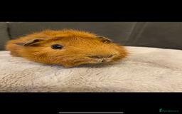 Guinea Pig rodents for sale: 2 male Guiena pigs for sale - Image 6