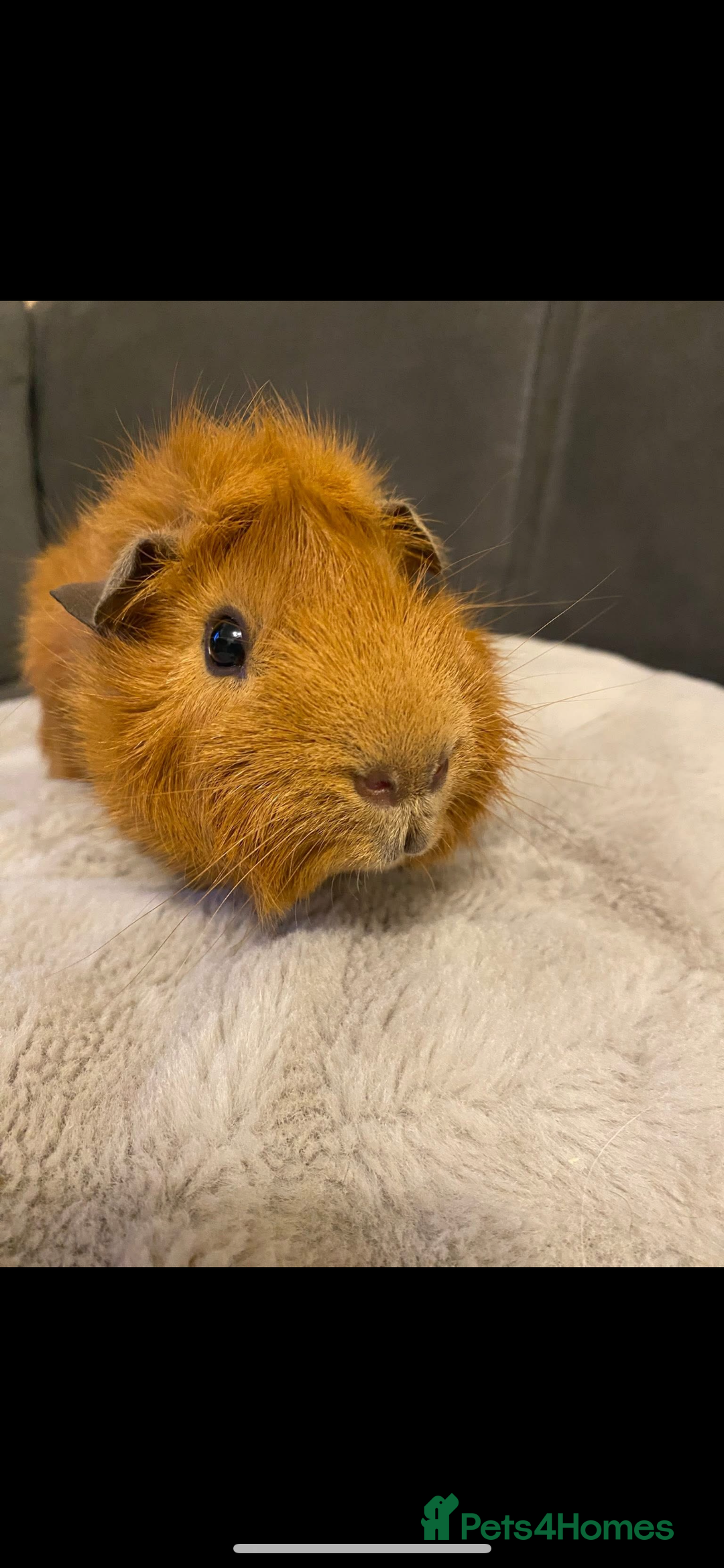 Guinea Pig rodents for sale: 2 male Guiena pigs for sale - Image 6