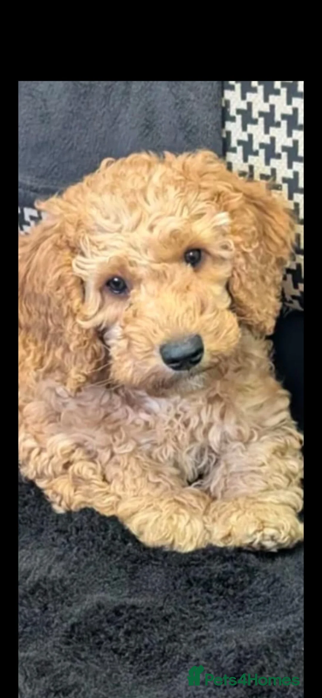 Cavapoochon dogs for sale: Adorable Cavapoochon Male Puppy  - Advert 1