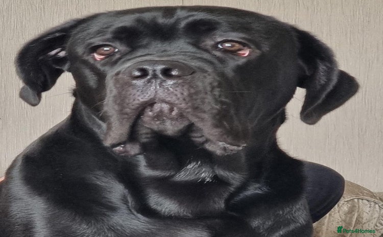 Cane Corso dogs - Advert 6