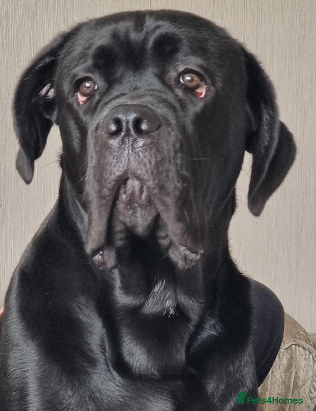Cane Corso dogs for sale: Stunning Male Cane Corso for sale - 8 months - Advert 1