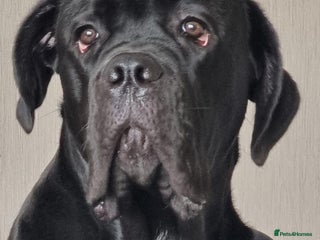Cane Corso dogs - Advert 11