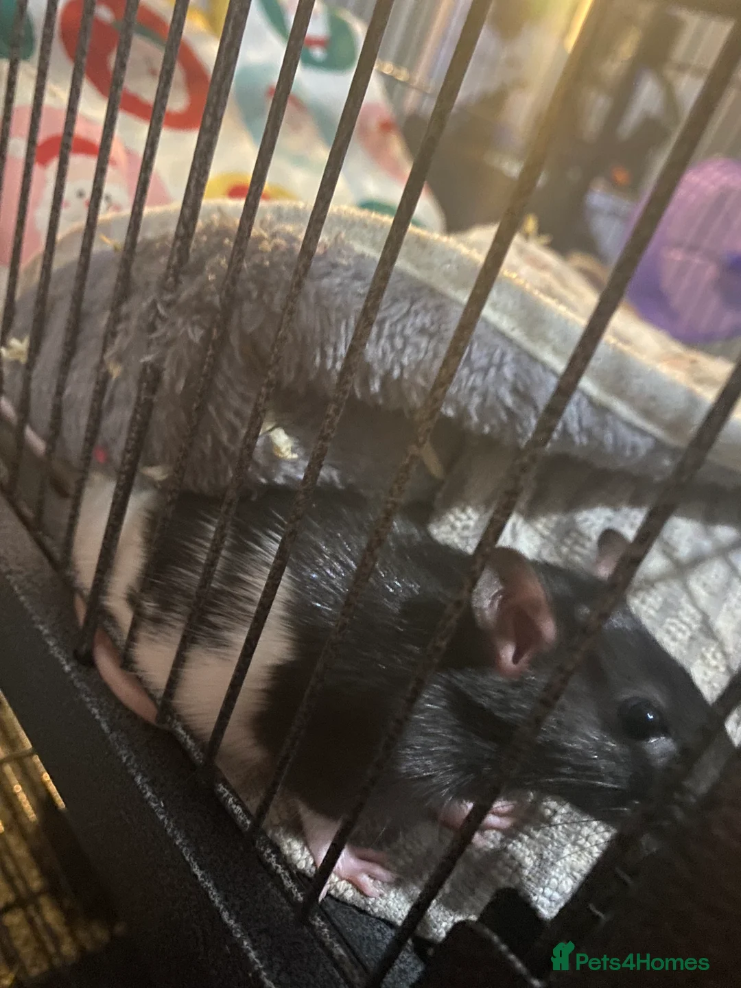 Rat rodents for sale: 2 male rats  - Advert 5
