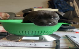 Mixed Breed dogs for sale: 1 CHUNKY BOY LEFT!!!  10 beautiful pups!!  - Image 4