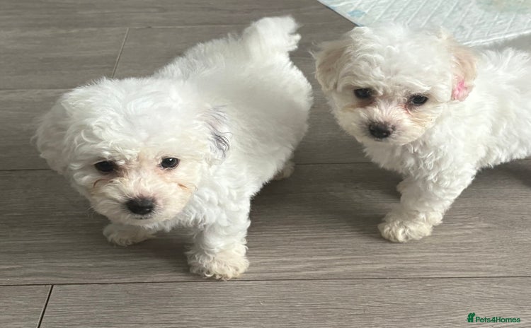 Bichon Frise dogs - Advert 12