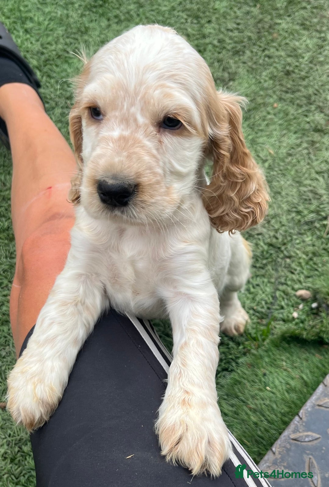 Cocker Spaniel dogs for sale: Beautiful show type cocker spaniels  in York - Image 5