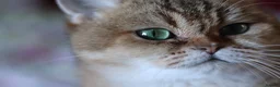 British Shorthair cats for sale: 🌟 Stunning Golden Queen–TICA ACTIVE Registered 🌟 - Advert 25