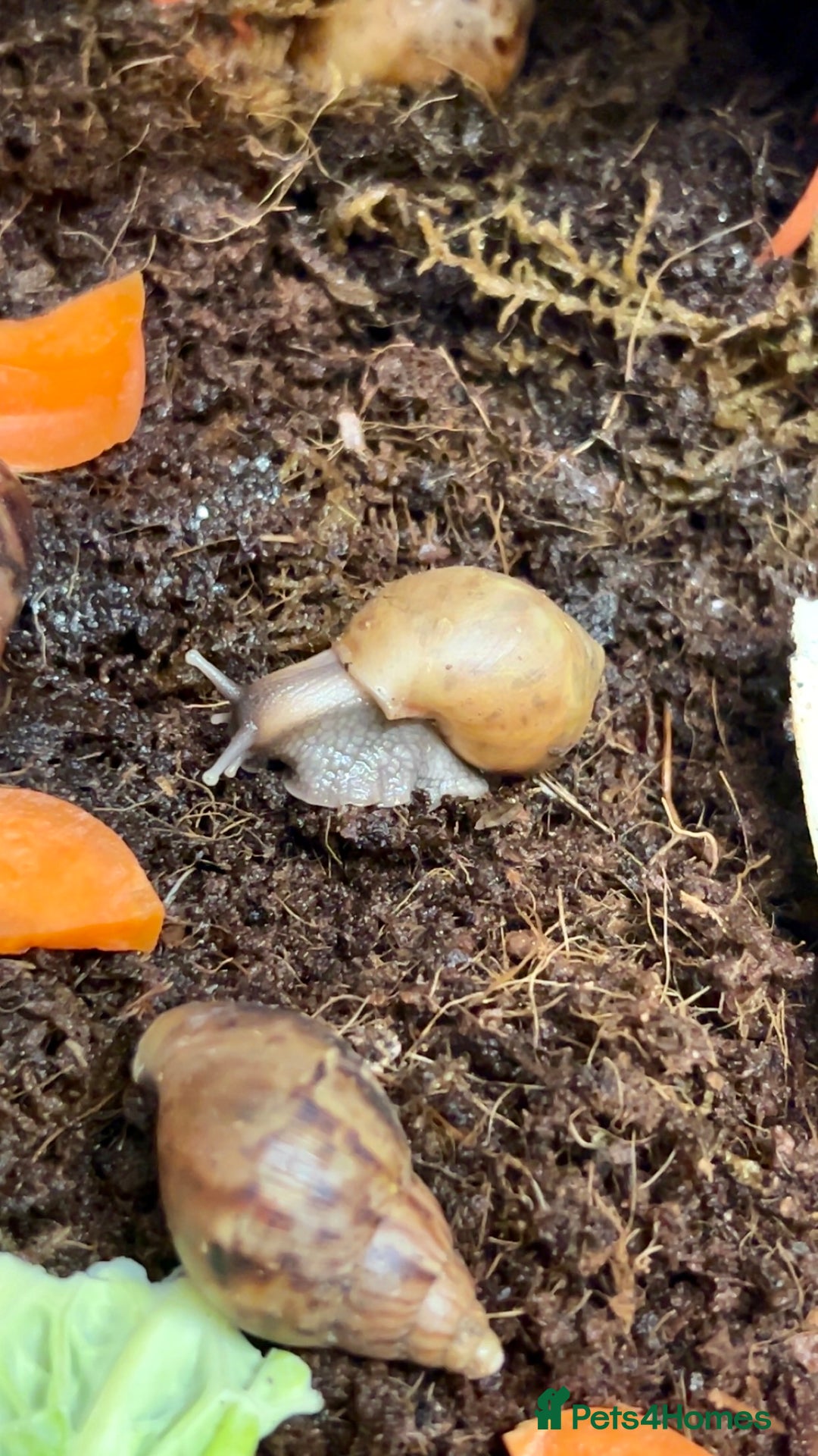 Snails invertebrates for sale: 🐌 Giant African Land Snail Babies 🐌  - Advert 3