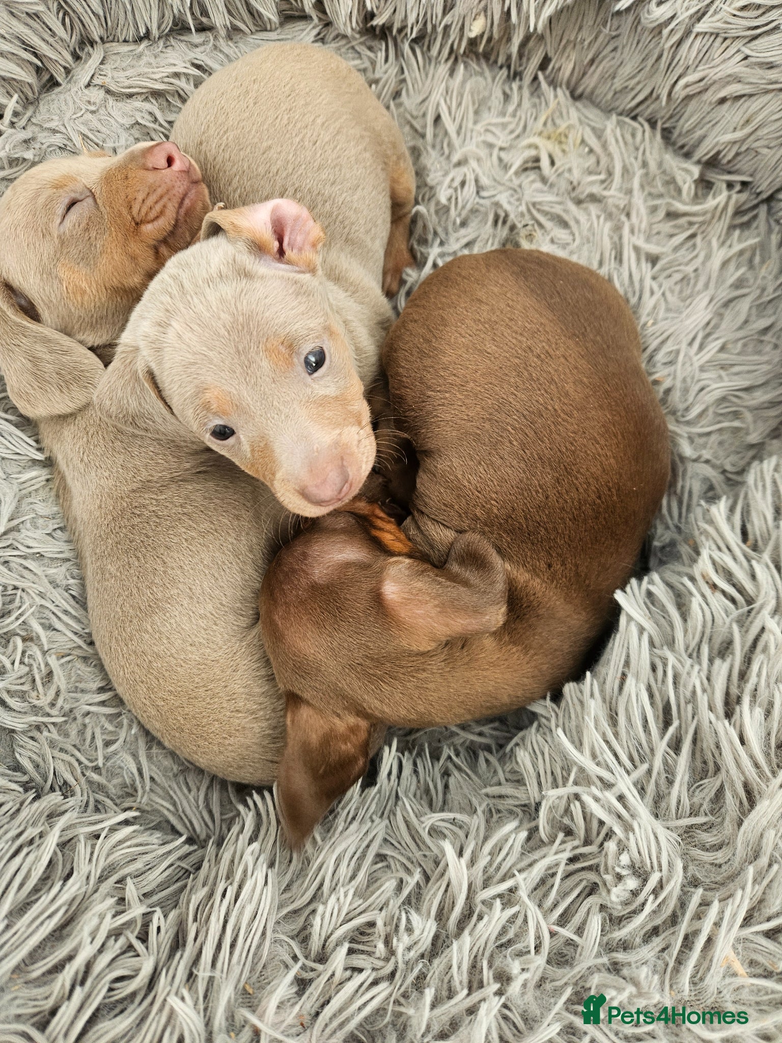Dachshund dogs Beautiful puppies for sale - Advert 20
