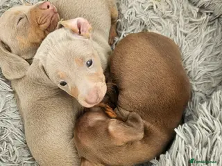 Dachshund dogs Beautiful puppies for sale - Advert 20