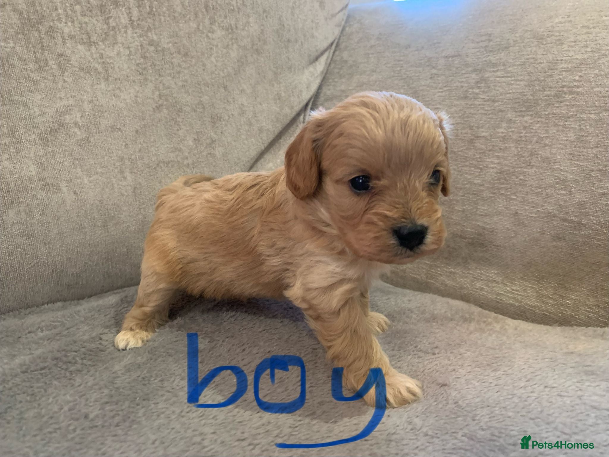 Cavapoo dogs Cavalier puppy’s  - Advert 1