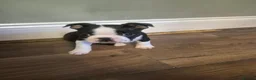 Boston Terrier dogs for sale: X2 Stunning Male Boston Terrier Puppies  in Newcastle upon Tyne - Advert 6