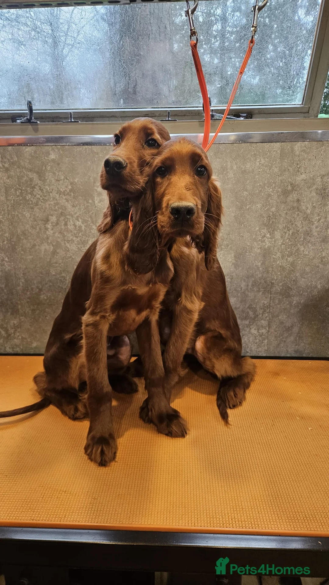 Irish Setter dogs for sale: 2 stunning Irish setters  - Advert 2