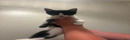 Mixed Breed cats for sale: 2 female kittens  - Advert 2