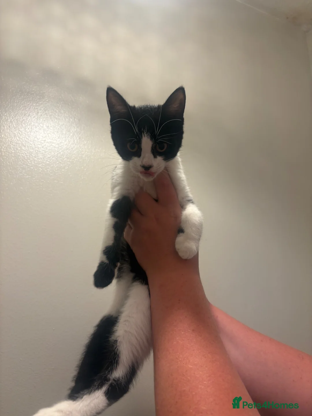 Mixed Breed cats for sale: 2 female kittens  - Advert 2