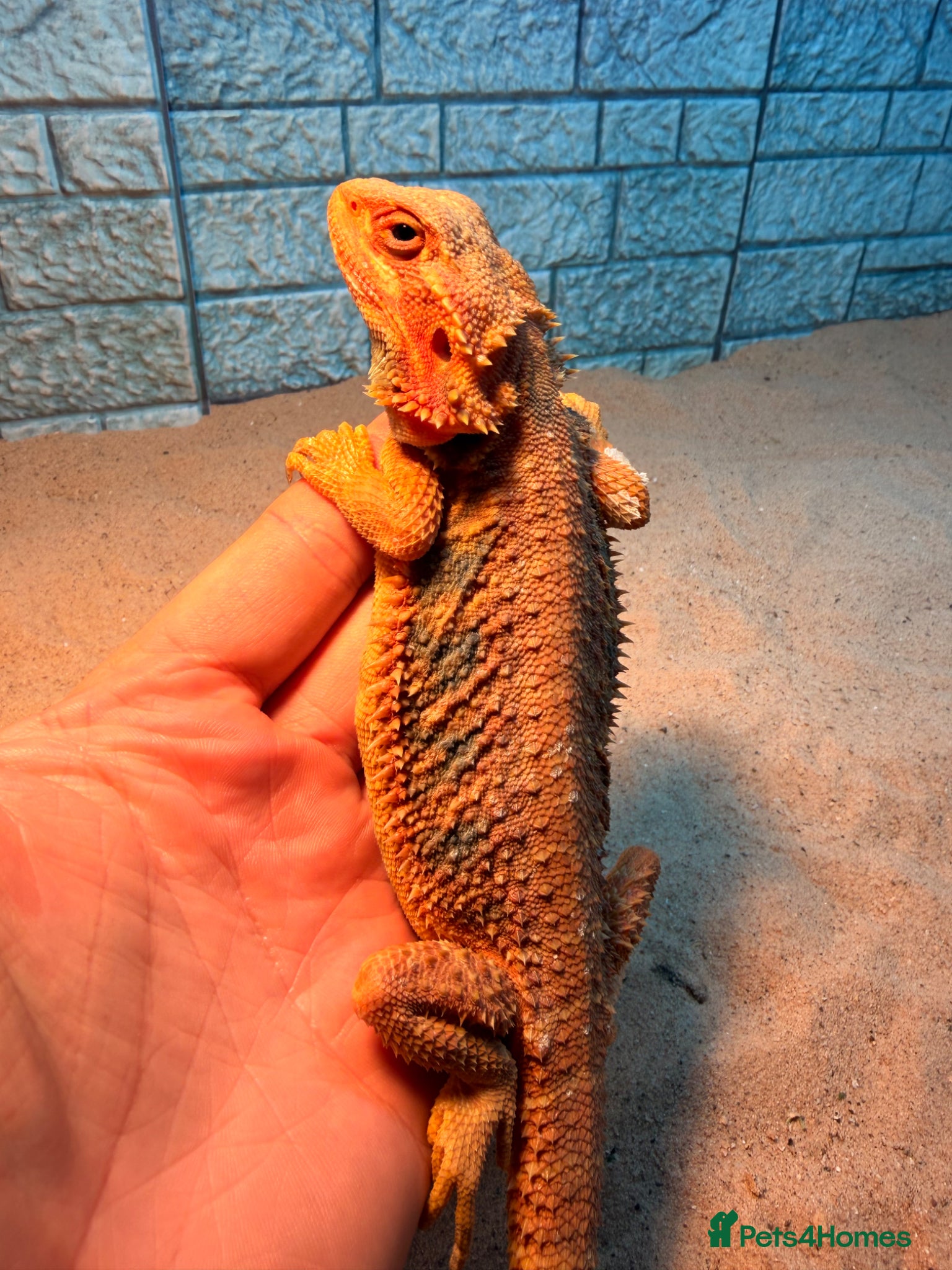 Bearded Dragon reptiles Female bearded dragon (extreme orange) - Advert 2