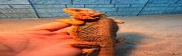 Bearded Dragon reptiles for sale: Female bearded dragon (extreme orange) - Advert 2