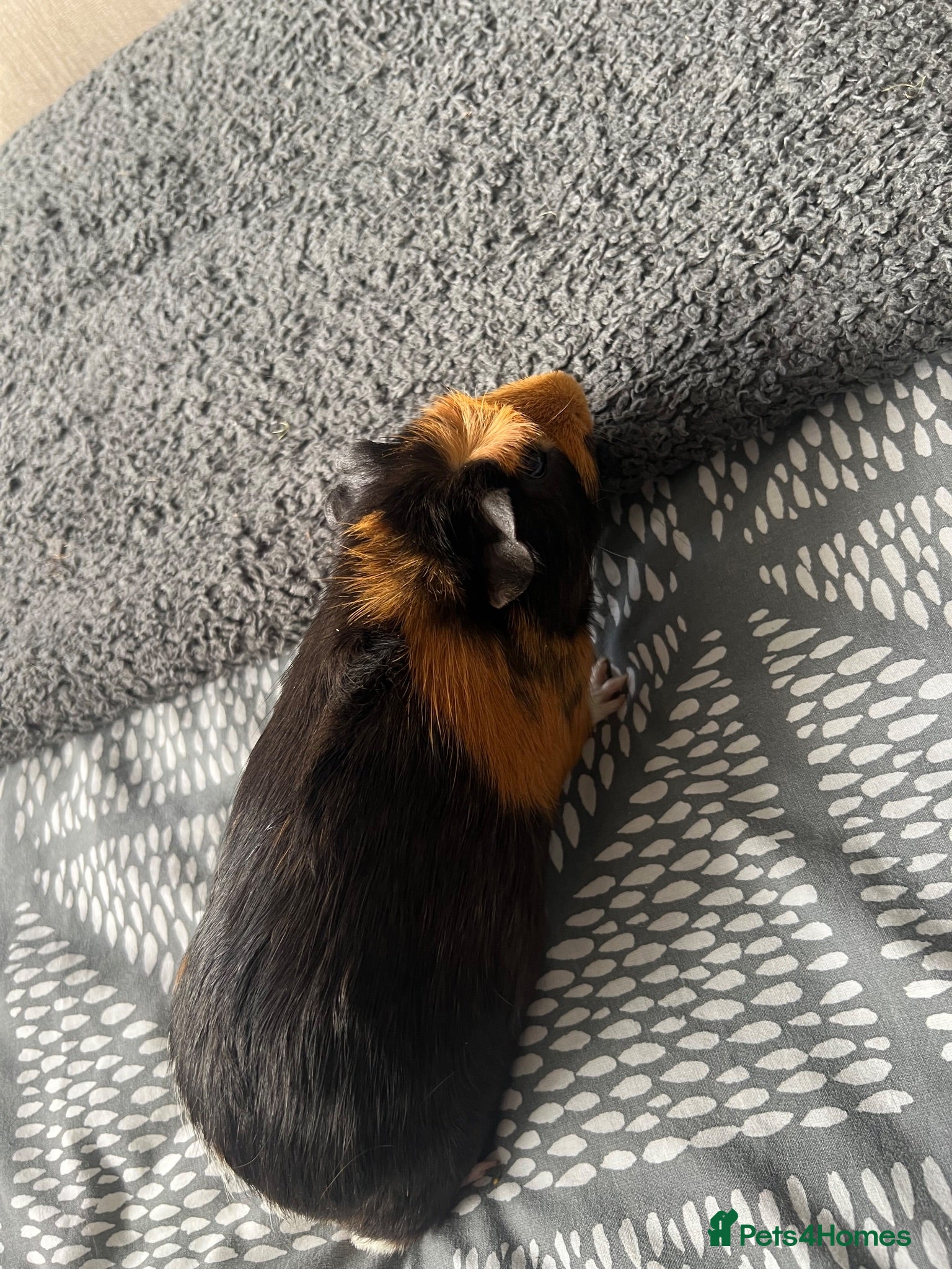 Guinea Pig rodents Male guinea pigs  - Advert 3