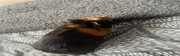 Guinea Pig rodents for sale: Male guinea pigs  - Advert 1