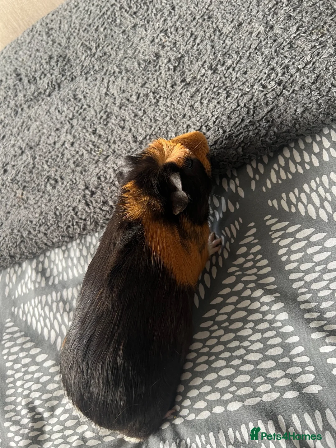 Guinea Pig rodents for sale: Male guinea pigs  - Advert 1