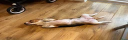 Beagle dogs for sale: Lovely Beagle for sale - Advert 7