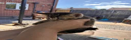 Domestic Shorthair cats for sale: Domestic short hair kittens - Advert 5