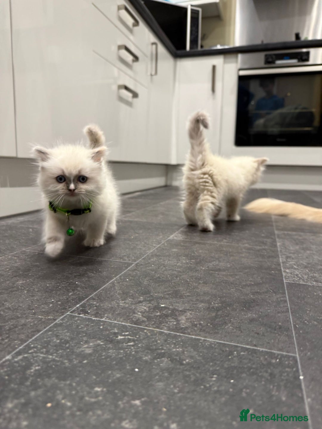 Ragdoll cats for sale: Adorable Pure Ragdoll Kittens - Advert 24