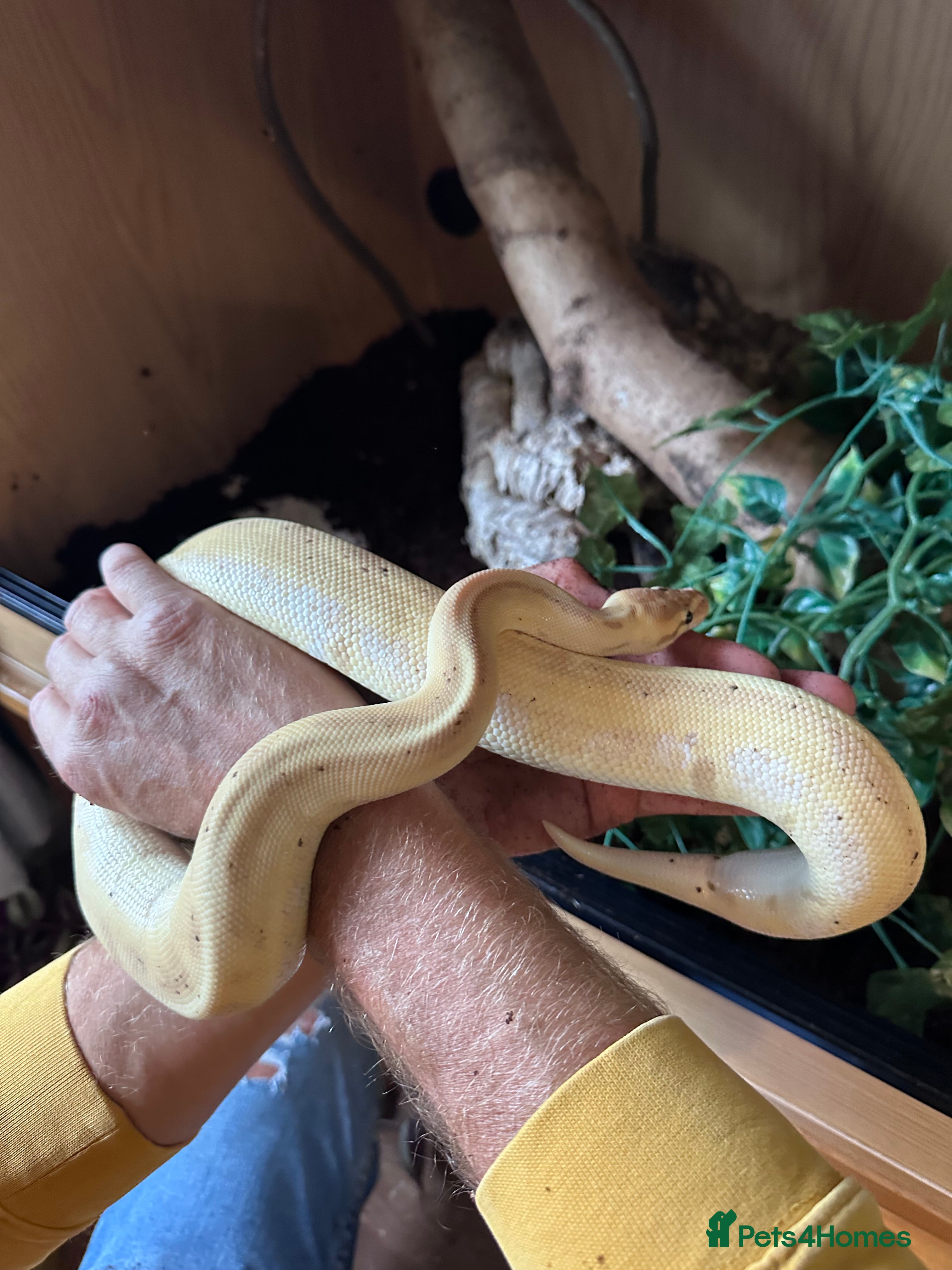 Python Snake reptiles Banana Royal Python in Clevedon - Advert 5